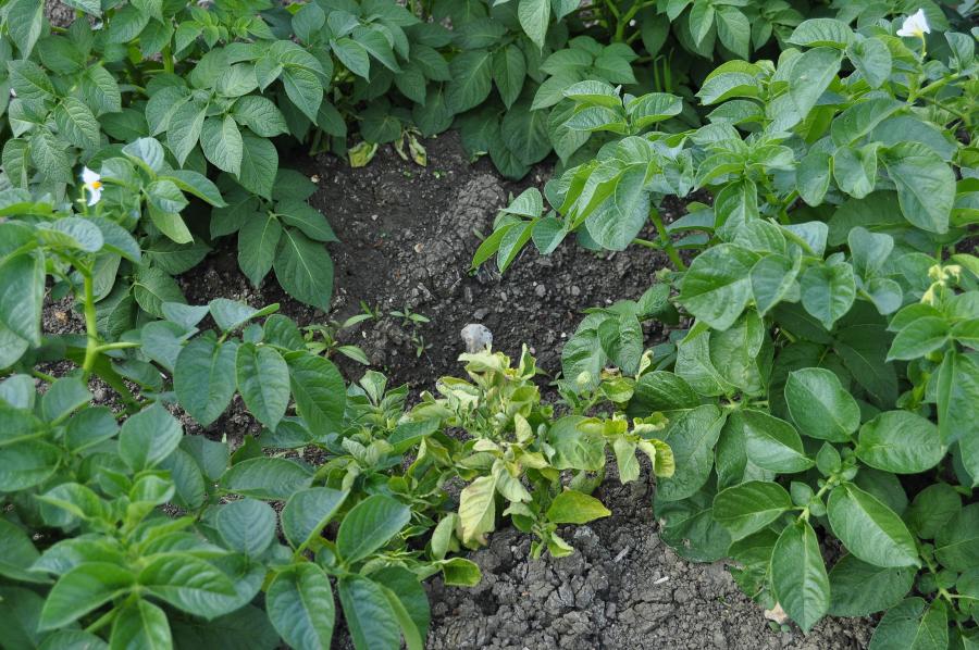 Blackleg and bacterial soft rot