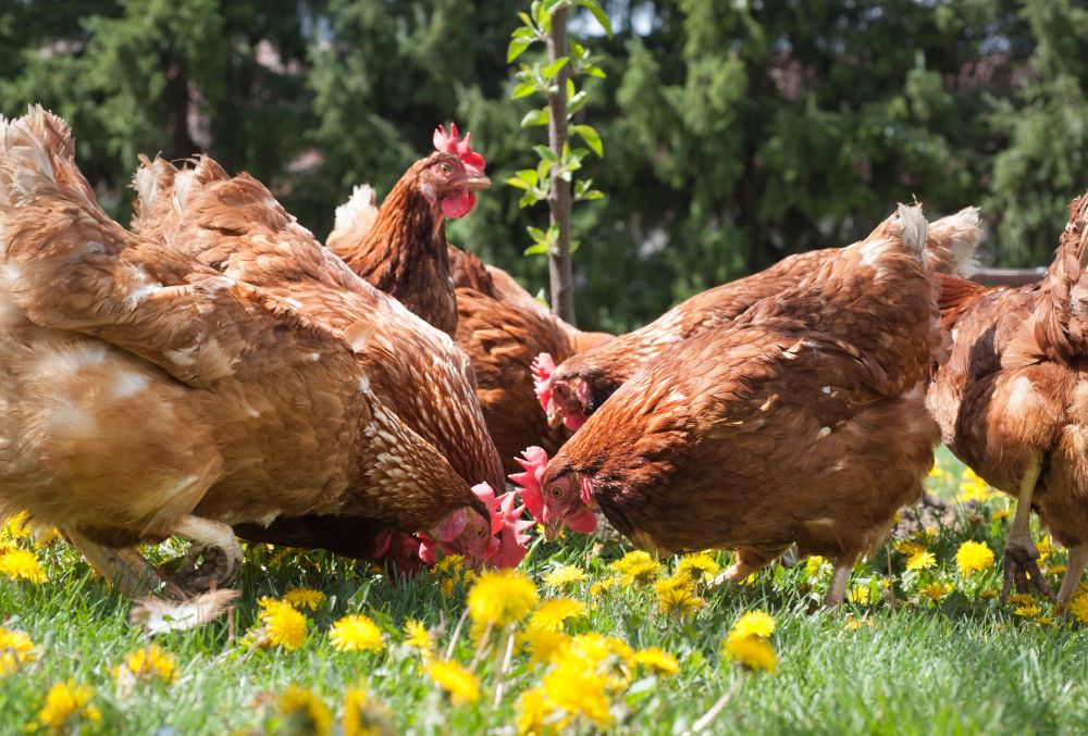 The International Egg Commission has announced the launch of an Avian Influenza Action Plan, which comprises a series of initiatives aimed at tackling avian influenza