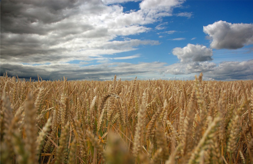 "Backing British farming has never been so important and it’s great to see that Weetabix are developing this commitment with local farmers", says the NFU