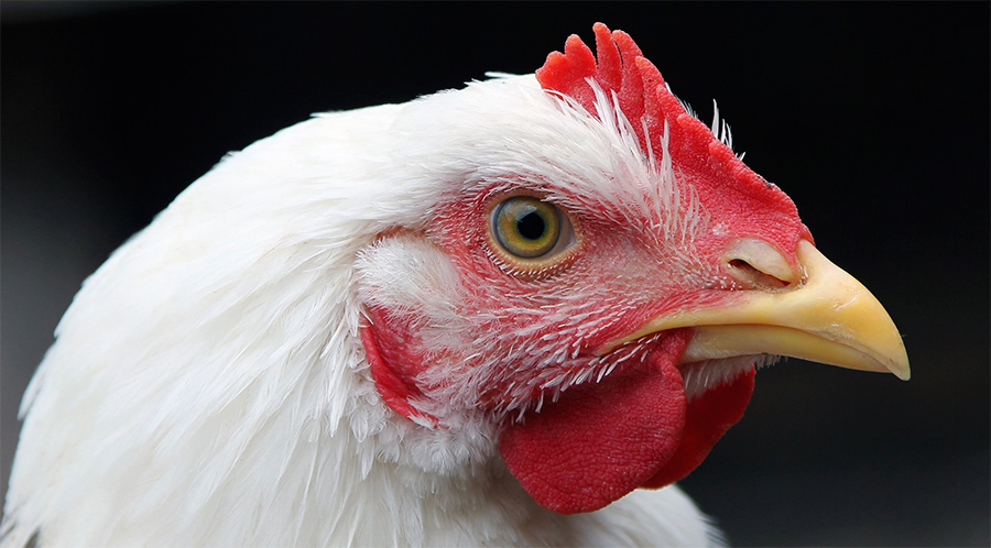 The trial is being conducted at ForFarmers’ experimental farm in Nijkerk, Netherlands, where a total of 1000 chicks are being fed in four different groups