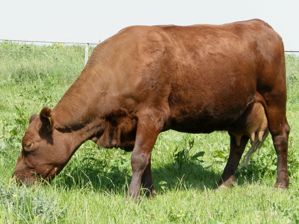 More research must focus on this wildlife-livestock interface to evaluate risks and improve responses to disease epidemics in animals and humans, the researchers argue.