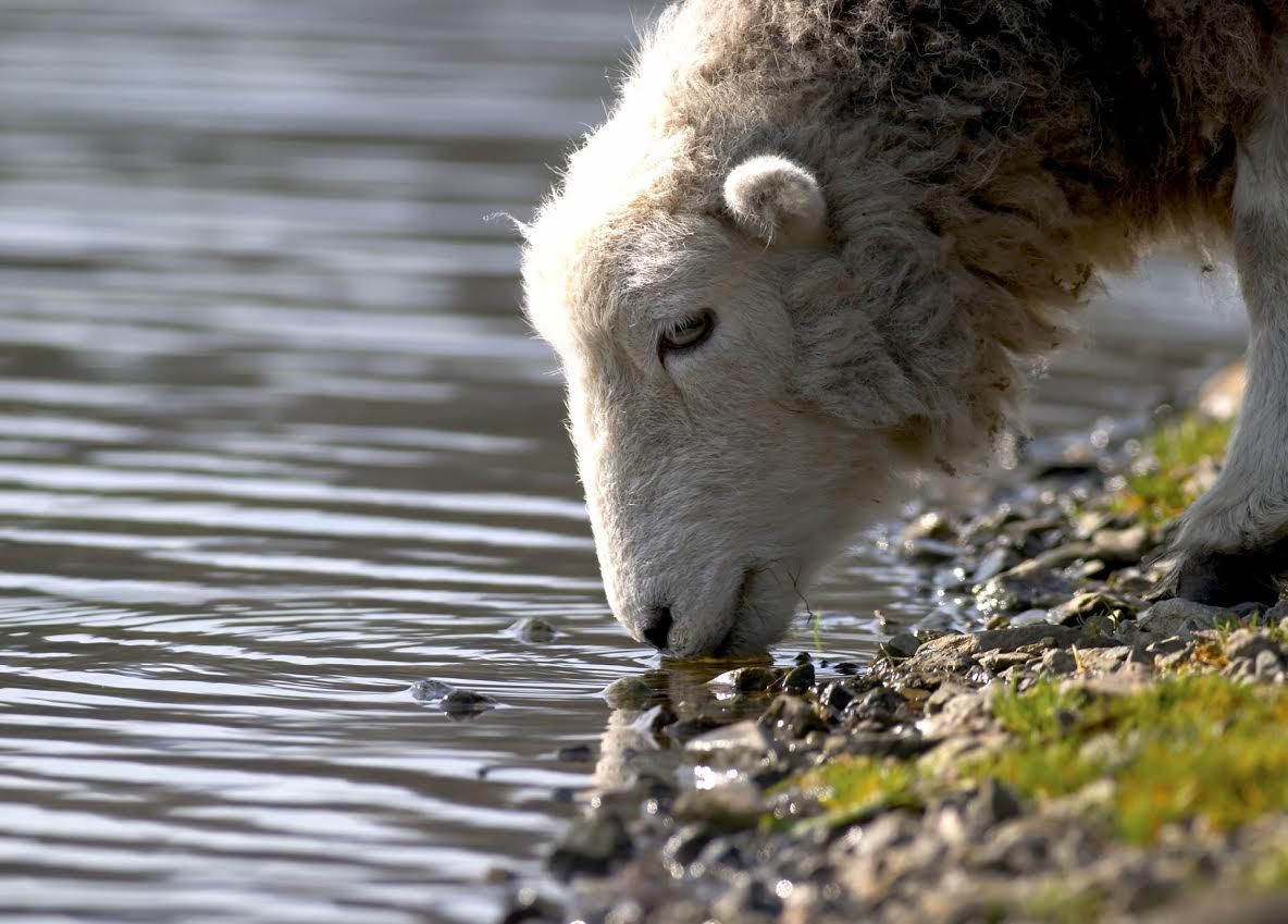Herdwick Sheep in the Lake District