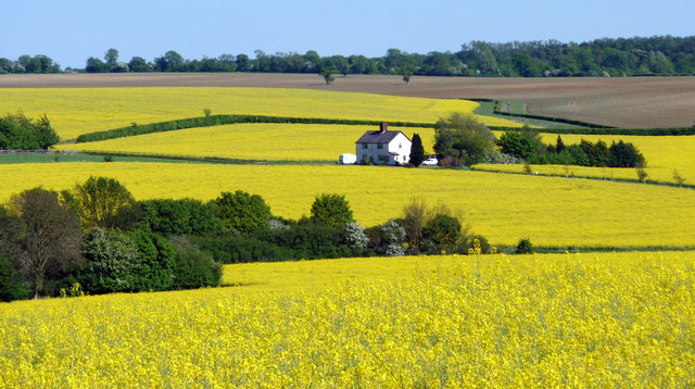 “As we know the amount of product available will be to treat five per cent of the oilseed rape crop in England amounting to around 30,000ha", says the NFU