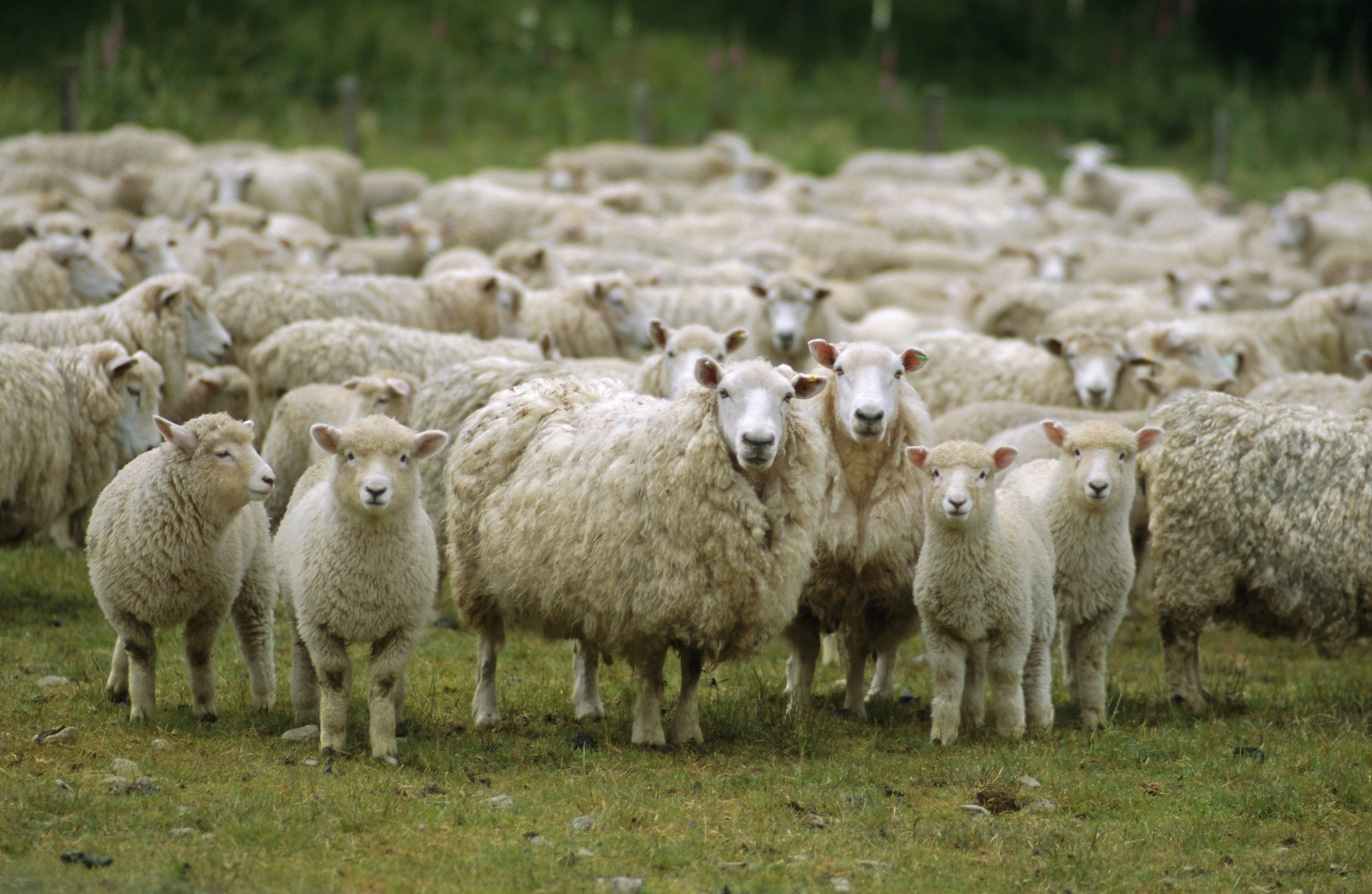 Each case of strike will increase the risk to the rest of the flock by increasing the blowfly population in the area