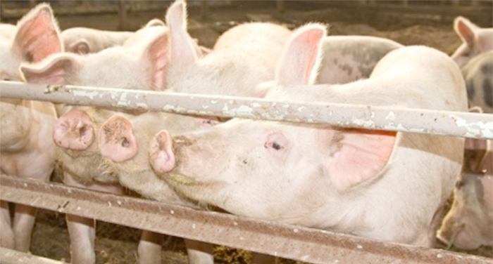 Plans however have to date been met with objections from local residents.