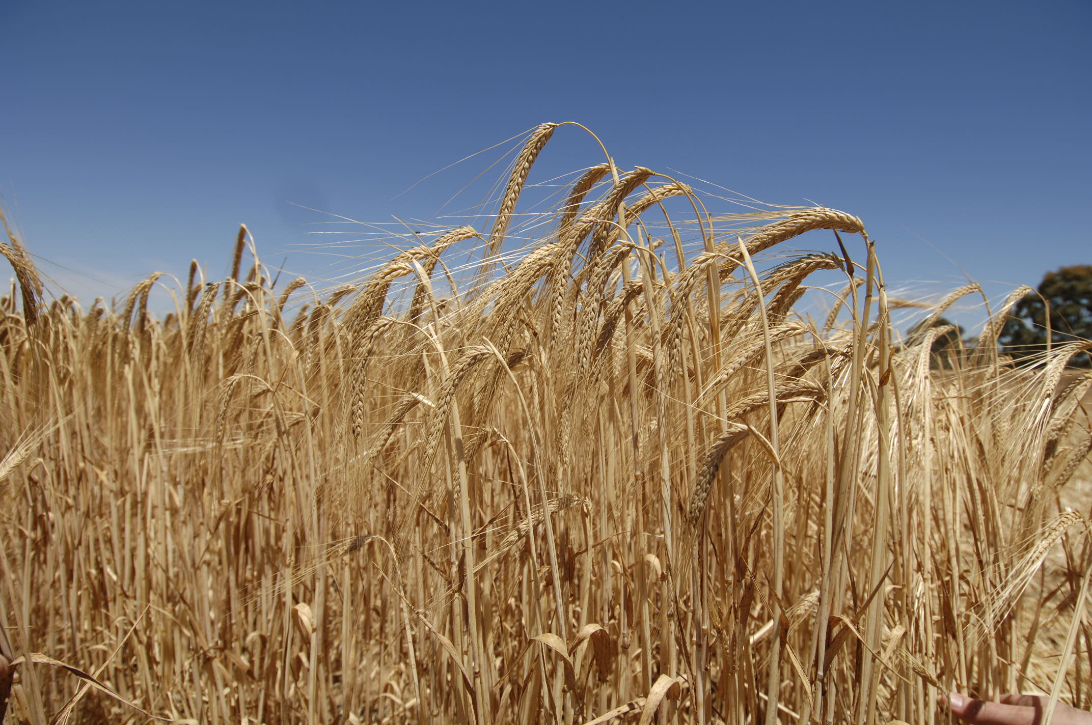 The study was initiated in Japan by a group of geneticists at the Okayama University Institute of Plant Science and Resources and was led by Professor Takao Komatsuda of the National Institute of Agrobiological Sciences