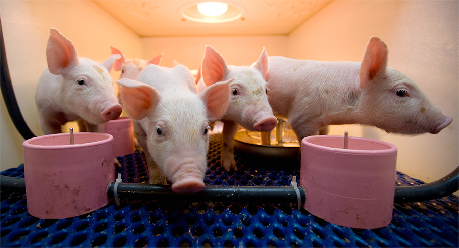 Across the UK, pig meat production has continued to grow, with the national June output up 68,500 tonnes or six per cent year-on-year. 