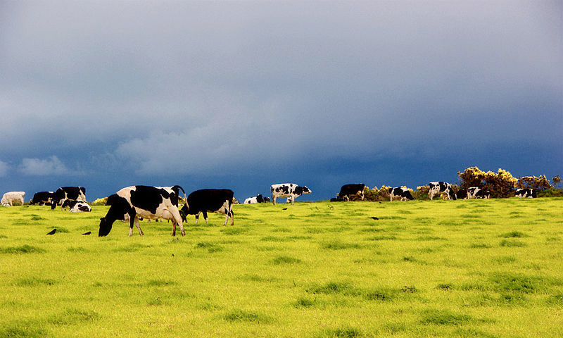 Falling milk and lamb prices have left many farmers desperately worried about their future