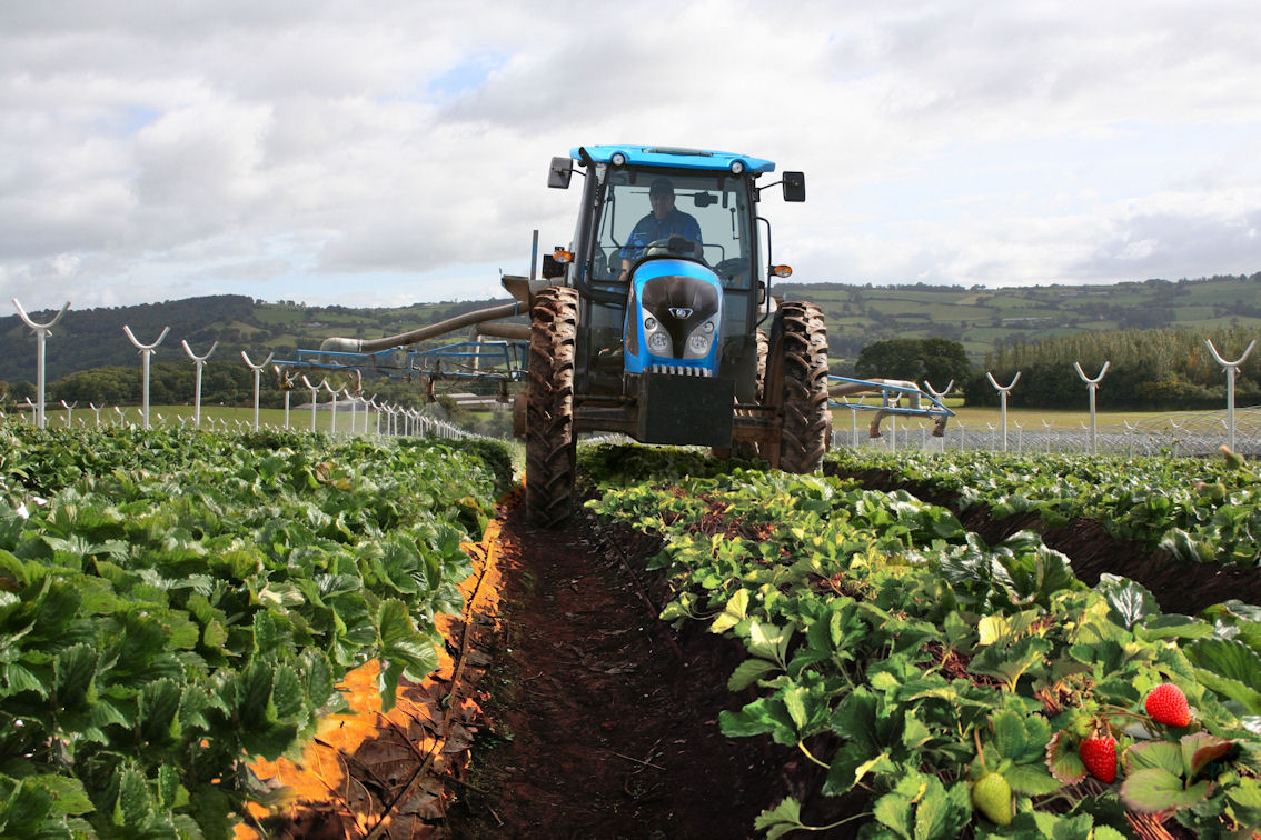 Extra clearance enables deeper strawberry growing beds.