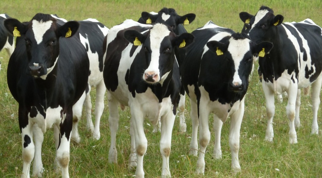 Dairy cow health and welfare takes another step forward FarmingUK News