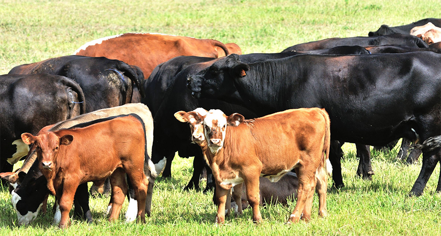 China's beef market has seen very impressive growth in terms of market volume.