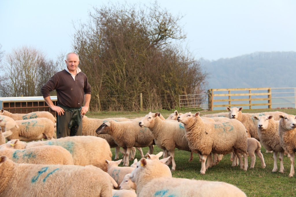 Worcestershire sheep farmer trials premier protein pellets from JG Animal Health to measure impact on rumen development