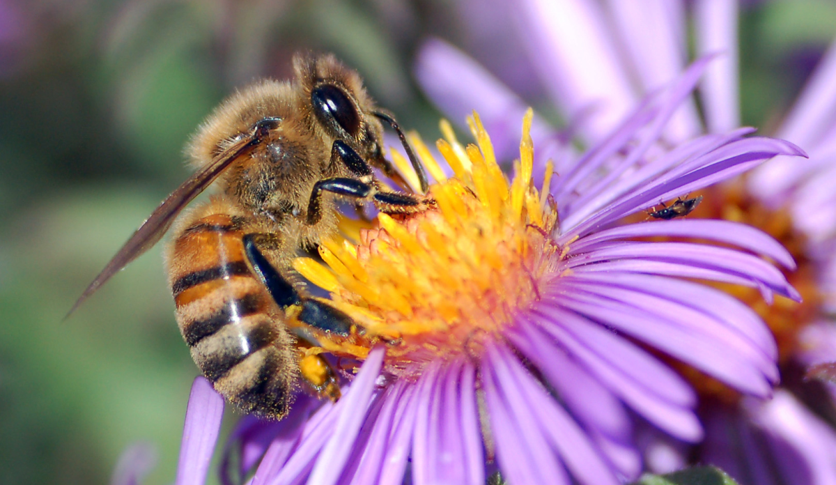 Most bees were spotted in the South of England (23,997), followed by London (14,098) and East of England (10,052)