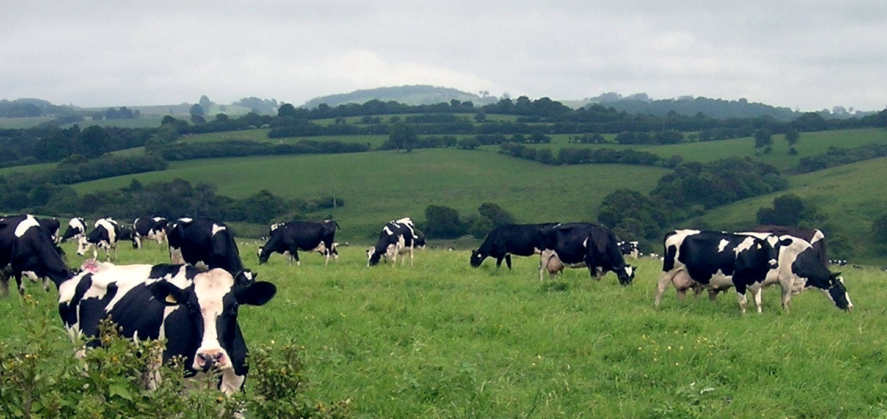 Number of dairy farmers in England and Wales has gone down constantly over the time. Since January 2015, 236 farmers have left the dairy sector and the trend look set to continue