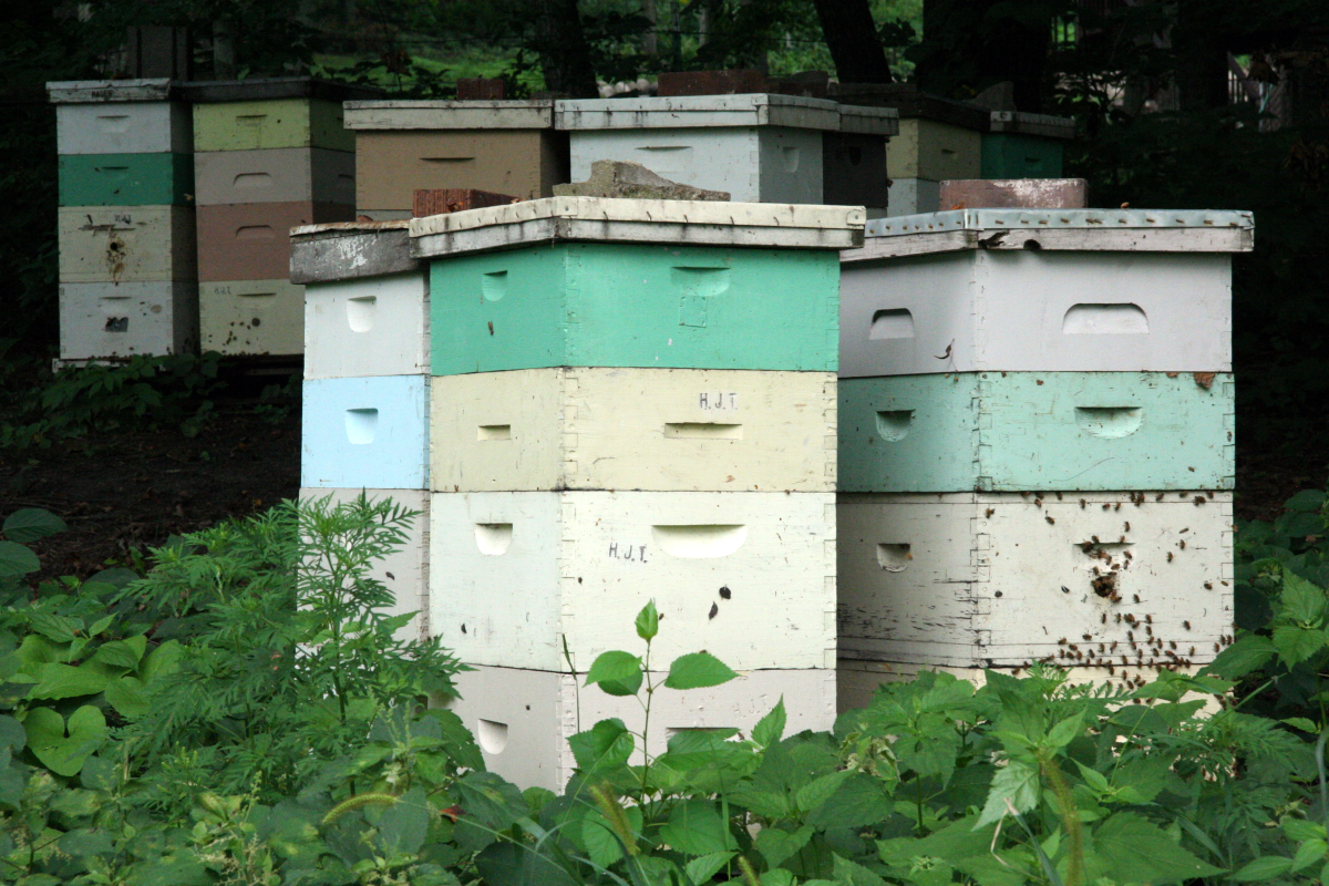 Beehives (stock photo)