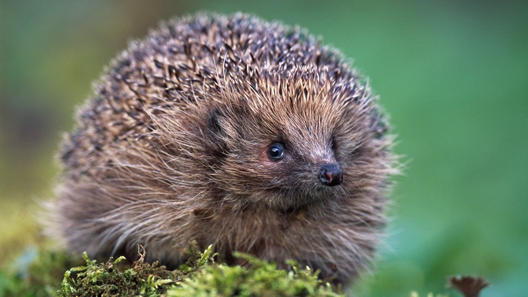 The Day of the Hedgehog is organised by wildlife charities British Hedgehog Preservation Society and People’s Trust for Endangered Species as part of their joint Hedgehog Street initiative