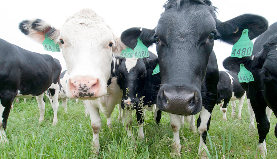 Analysts suggest that dairy farmers in Britain have increased the supply of milk by 1.6 billion litres in the last 12 months compared with the same period two years ago.