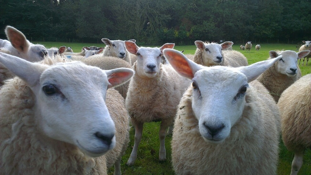 “By working with veterinary professionals to give them the information to advise dog owners of the risk from their dog to sheep, the NSA and SVS is hoping to encourage more responsible dog ownership across the UK"