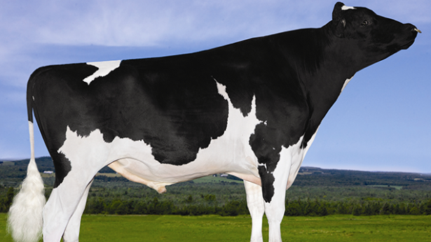 Gen-I-Beq Lavaman holds convincingly on to his number one position with a Profitable Lifetime Index (PLI) of £615