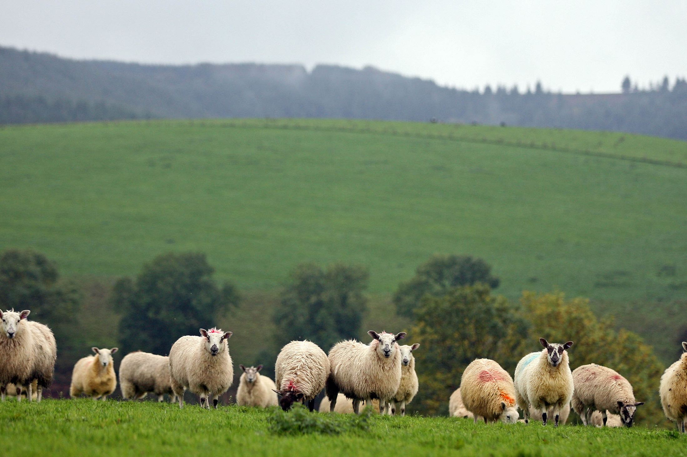 Extremely challenging time for the Welsh agricultural industry, with lamb producers and dairy farmers in particular facing severe price pressures