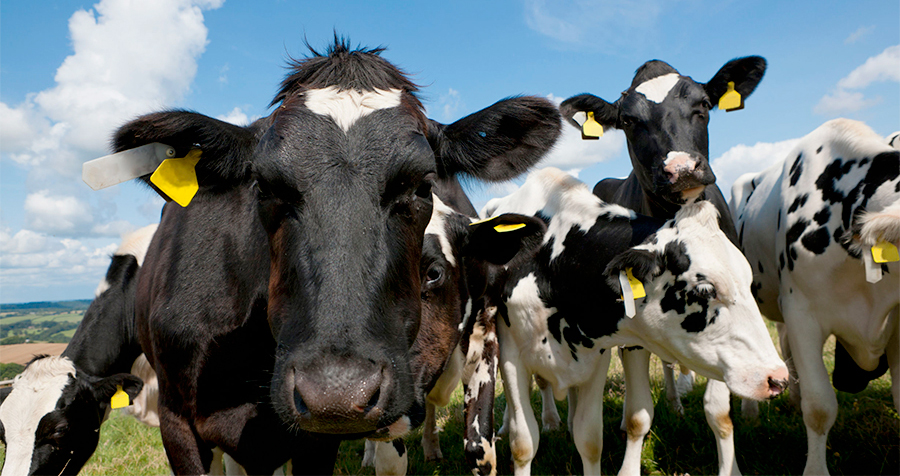 "We would urge farm ministers across the UK to meet urgently. They need to admit that something has gone fundamentally wrong in the supply chain and take remedial action."