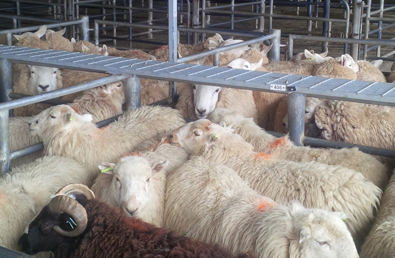 Rising wool prices mean many producers are again appreciating the need for wool to be handled well on farm