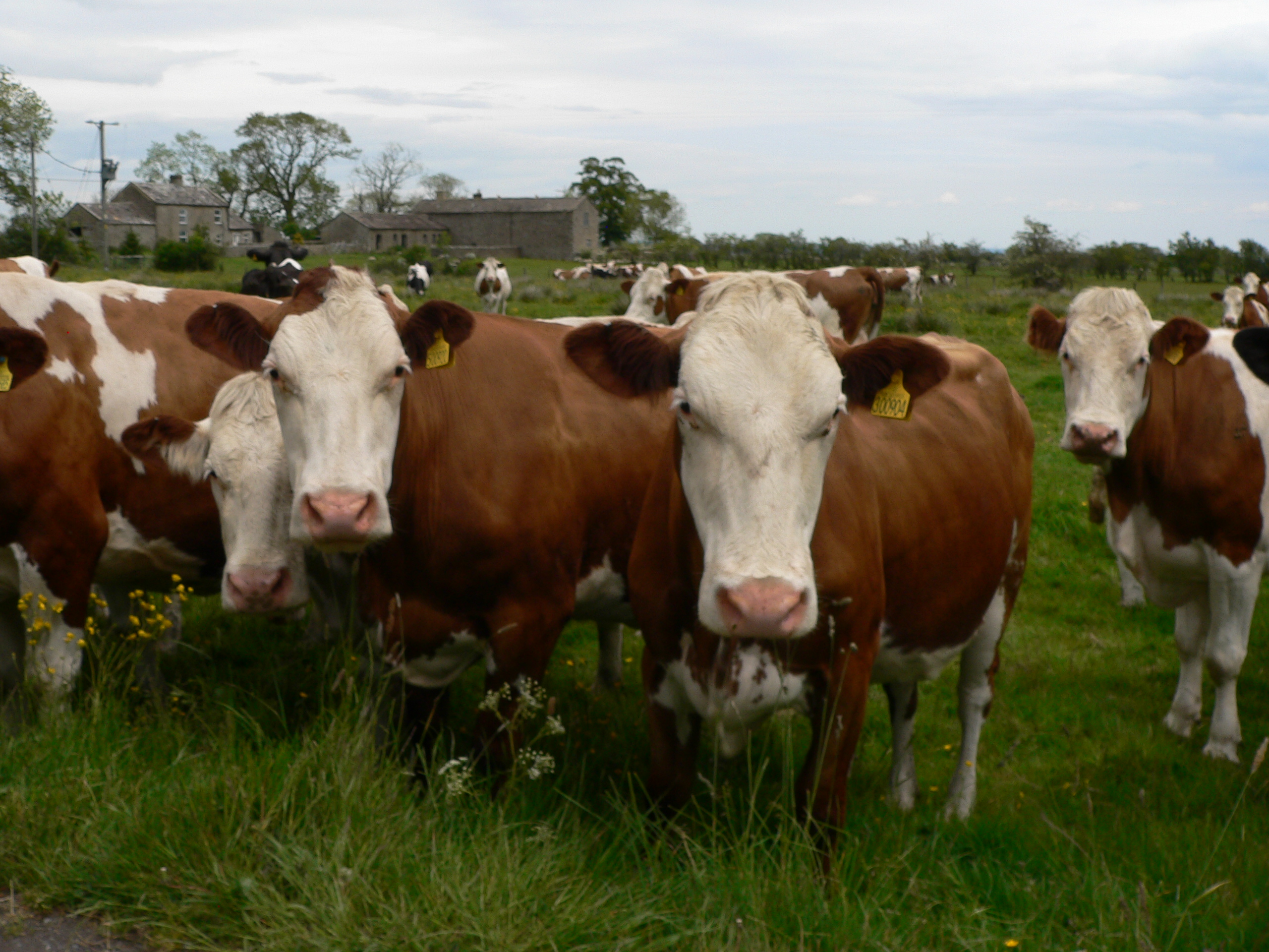 82 pure bred milking Montbeliarde cattle, all of which, will be up for sale at Borderway in Carlisle.