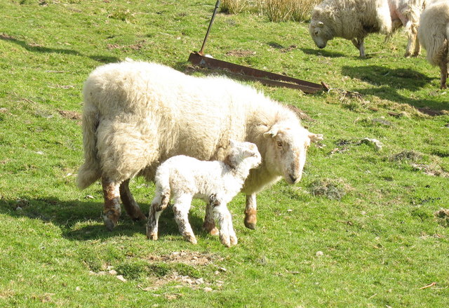 more than 81 percent of the flocks tested showed evidence of exposure to the parasite Toxoplasma gondii