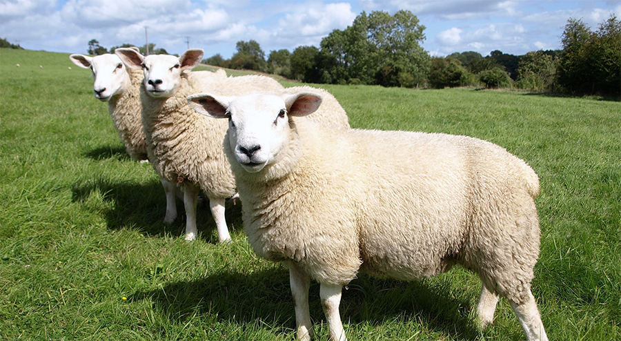 sheep outdoor indoor farmers start transition farming warned research finishing