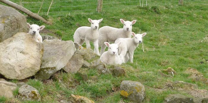 Follow the Twitter hashtag #BritishLambWeek