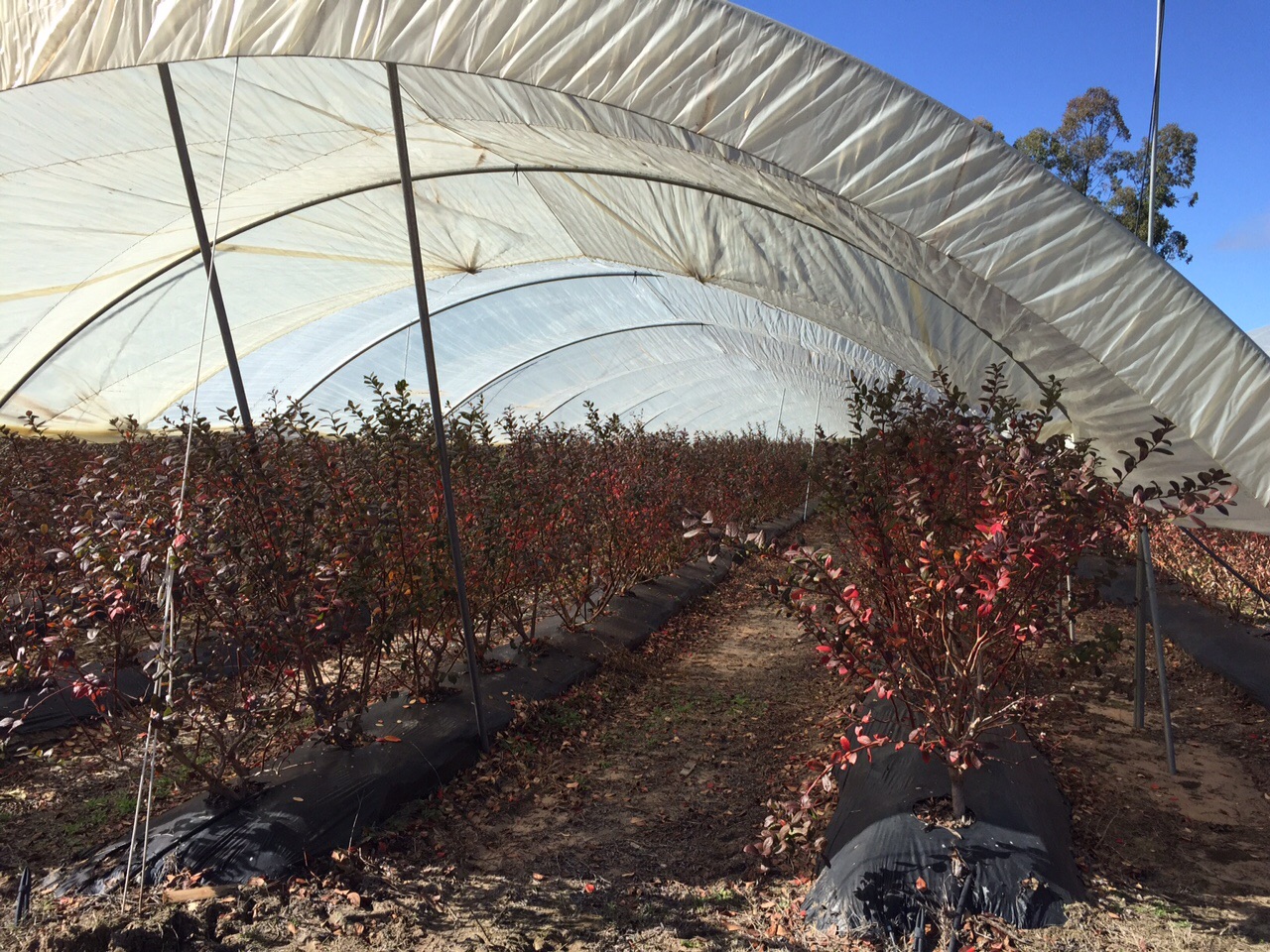 The Argentina blueberry season will span from the beginning of October to the end of November