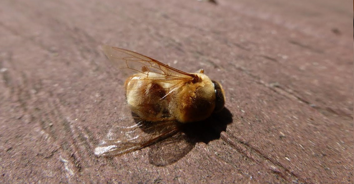 A new study linking losses of honey bee colonies with the use of one of the banned neonicotinoids - imidacloprid - added weight to the of evidence against this pesticide