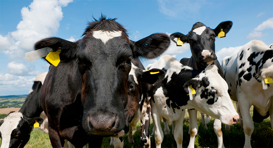 As Arla is a pan-European cooperative, British farmers will benefit from this move.