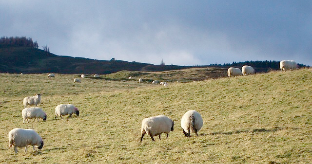 The lamb price is at its lowest level at this time of year