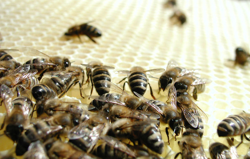 Honeybee populations have halved in the last two decades