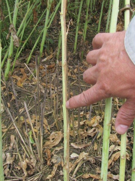 Verticillium wilt symptoms