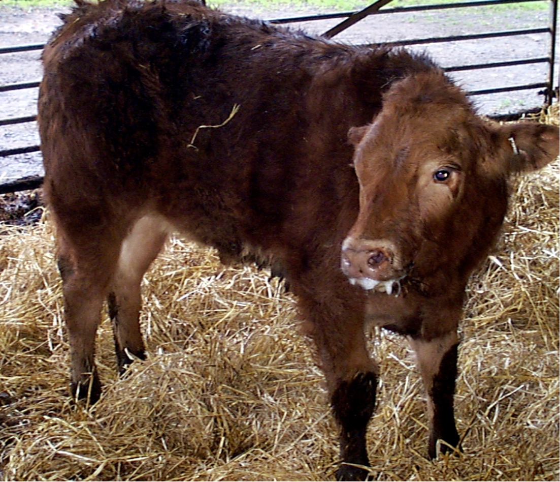 The relatively warm, dry summer of 2014, followed by rain, provided near-perfect conditions for development of lungworm larvae into the autumn.