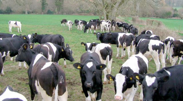 Following a meeting with industry representatives earlier this month, Tesco agreed to consider a minimum farm gate price for cheese.