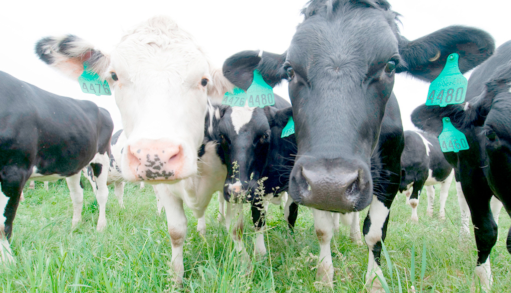 NFU President Meurig Raymond said that many farmers are still a long way off a sustainable milk price.