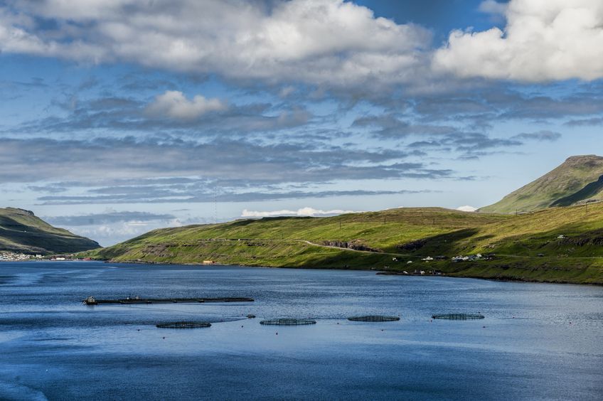 Salmon exports are at record levels