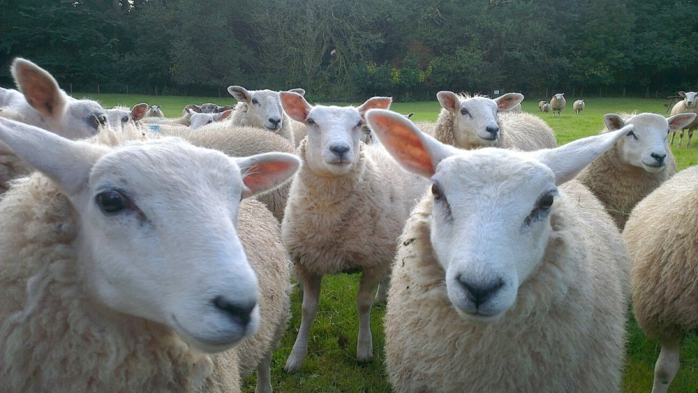 "Sheep will be fitted with collars that include sensors to track their movement and behaviour"