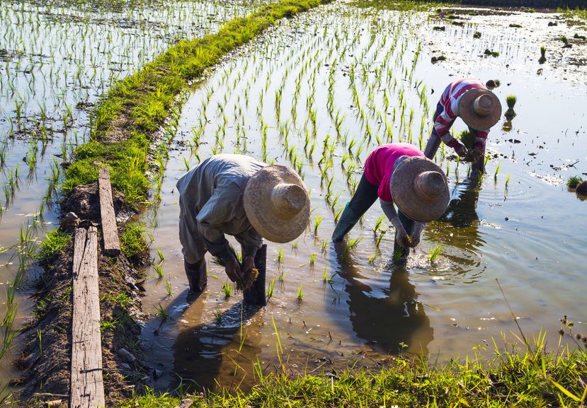 Demand for rice is growing in an increasingly challenging environment