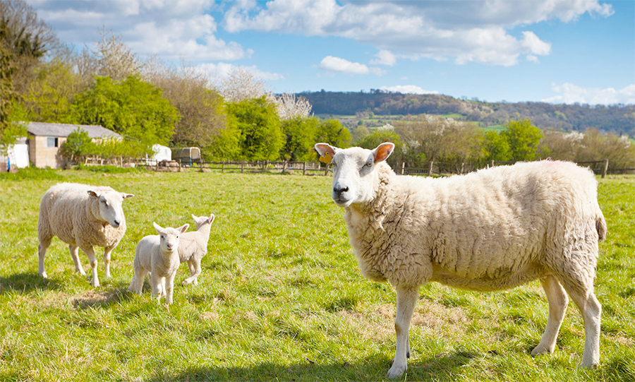 The countdown is on to “Love Scotch Lamb Weekend” on September 5th and 6th, when a range of activities will take place around the country to celebrate all that is wonderful about Scotch Lamb PGI.