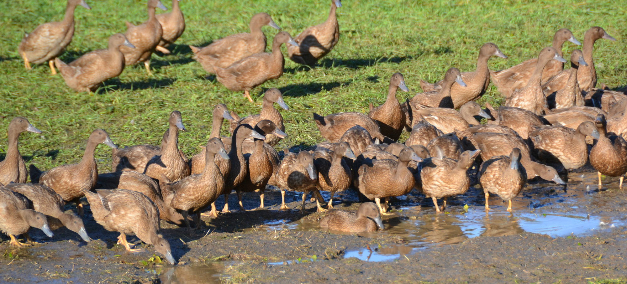 Great Taste judges considered Waddling Free to be “perfection in a duck egg”