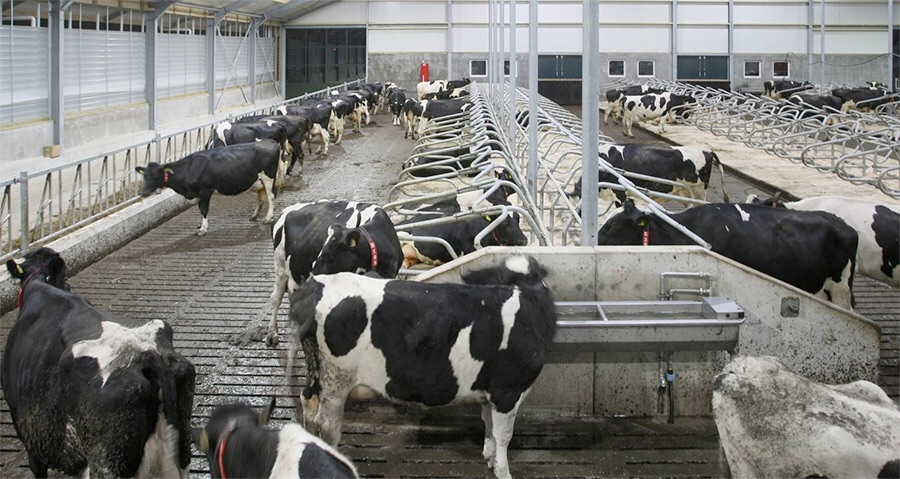 Almost half of British dairy farmers are scheduled to leave the sector