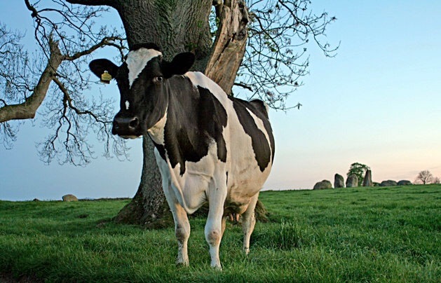"The dairy industry from farm to fridge is affected by harsh market conditions"