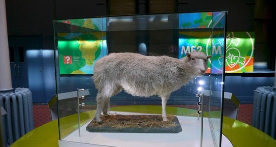 Dolly the Sheep, the worlds first cloned animal from an adult cell, takes centre stage at an exhibition