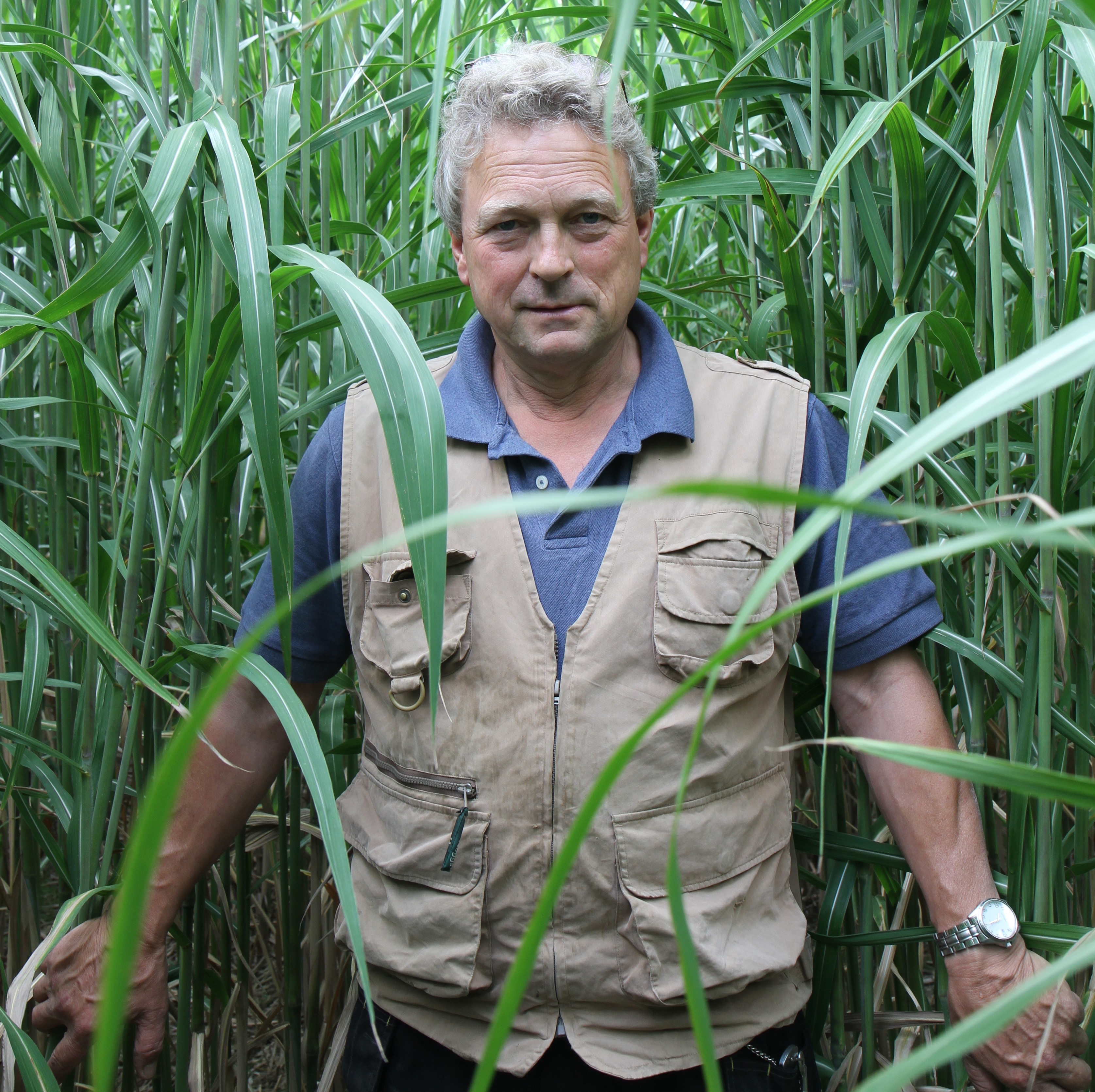 David Sargent in Miscanthus