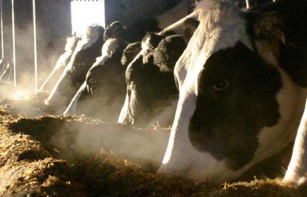 The new package, CoR argues, will still not tackle structural problems in the EU's deregulated dairy sector