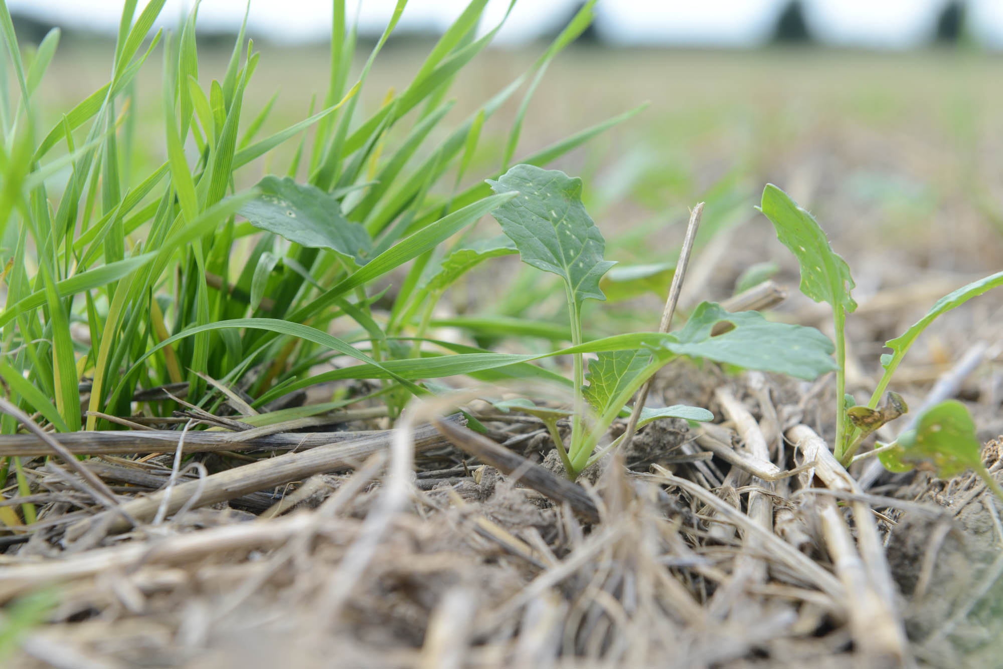 Vigorous growth of volunteer cereals will shade out light for establishing OSR seedlings.